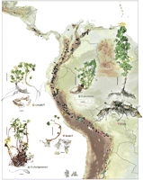 SA map