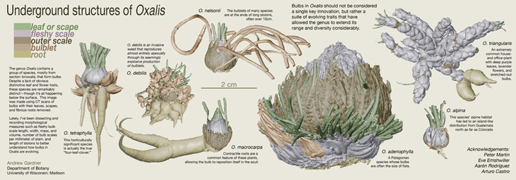 oxalis structures