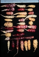 oca types