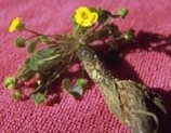 oxalis
